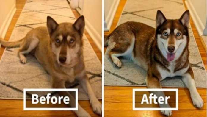 18 zdjęć psów przed i po tym jak znalazły nowy dom