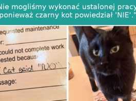 17 zabawnych zdjęć pokazujących, że koty to złośliwe stworzenia