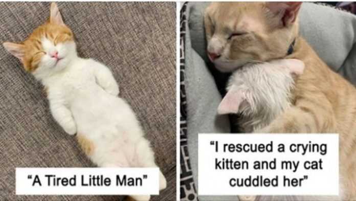 17 śpiących kotów na poprawę humoru