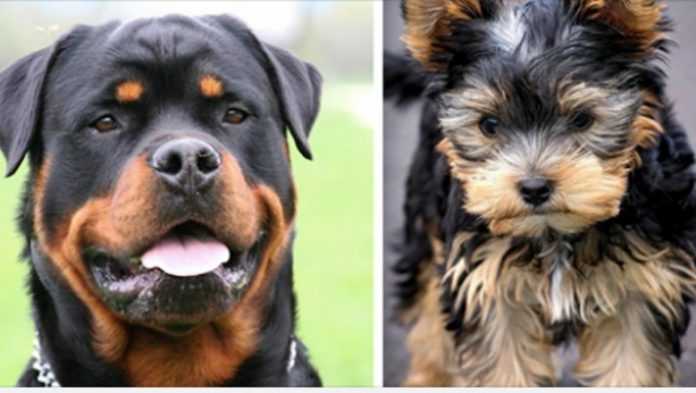 16 najwierniejszych ras psów według zwierzęcych psychologów