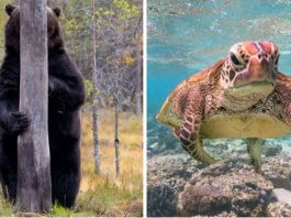 Najzabawniejsze zdjęcia dzikich zwierząt wykonane przez profesjonalistów