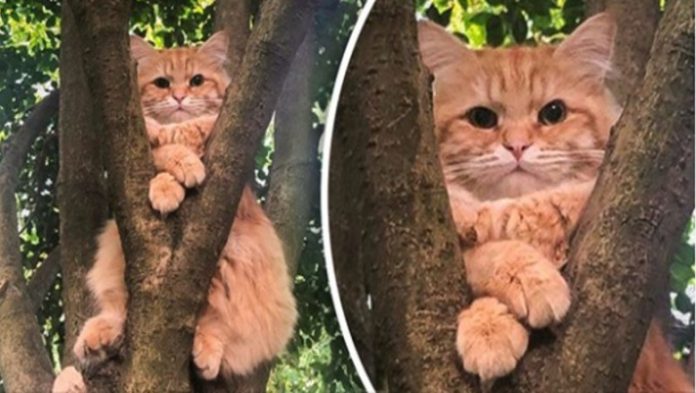 15 zdjęć kotów, które pokazują, że nigdy nie zrozumiemy ich do końca