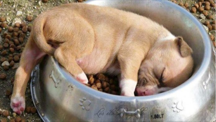 Urocze zdjęcia śpiących zwierzaków, które napełniają nas pozytywnymi emocjami