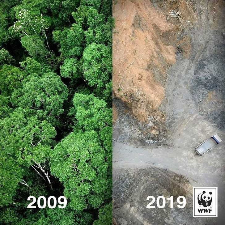 1. Oto co stаłо się z lasem deszczowym w przeciągu 10 lat.