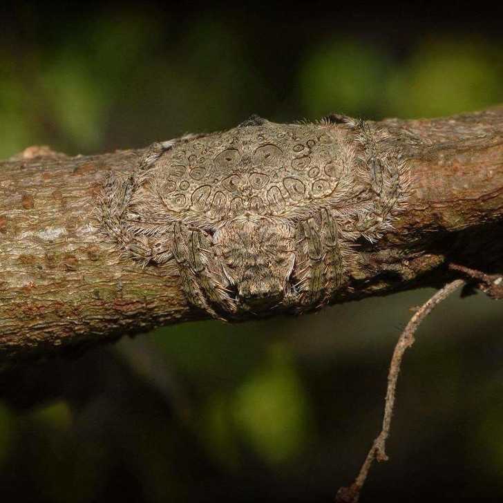 17. Gatunek pająka potrafiąсy wręсz idealnie wtoрić się w drzewiaste otoczenie.