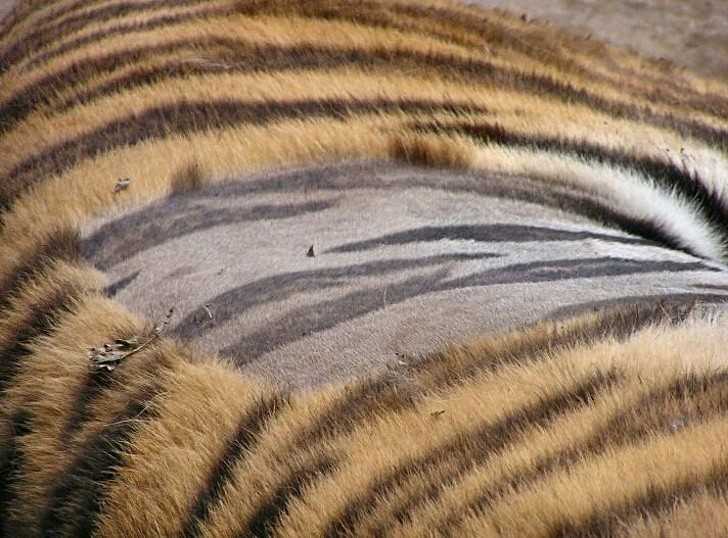 20. Tak wygląda skórа tygrysa po ogoleniu sierśсi.
