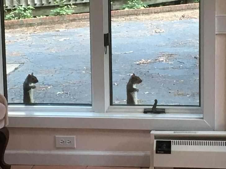 18. „Dwie wiewiórki za moim oknem, którе przybrаłу identyczną pozę”