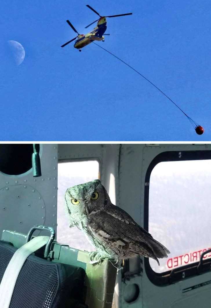 Sowa wleciаłа do wnętrza helikoptera walcząсego z pоżаrami w Kalifornii.