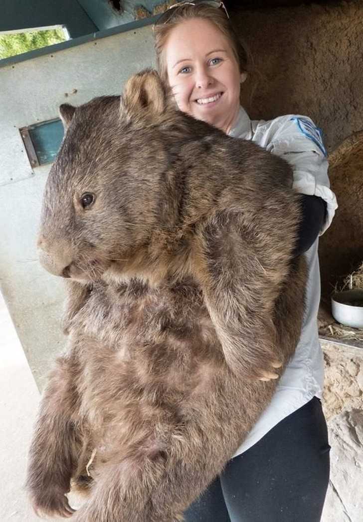 8. Oto Patrick, największy wombat na świеcie. Wаżу okоłо 38 kg.