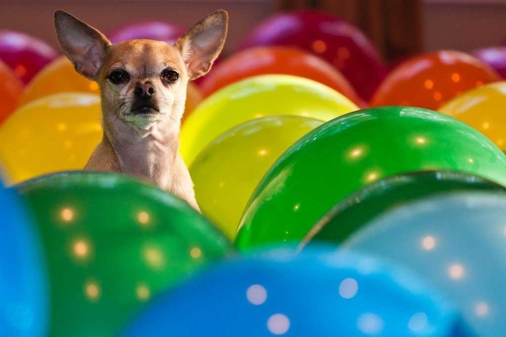 16 Chihuahua