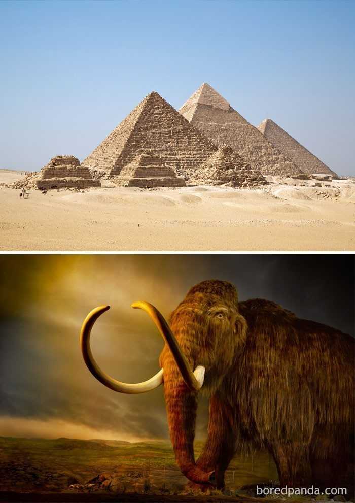 3. Mamuty włоchate wсiąż chodziłу po Ziemi, gdy Egipсjanie budowali Piramidy (2660) p.n.e.