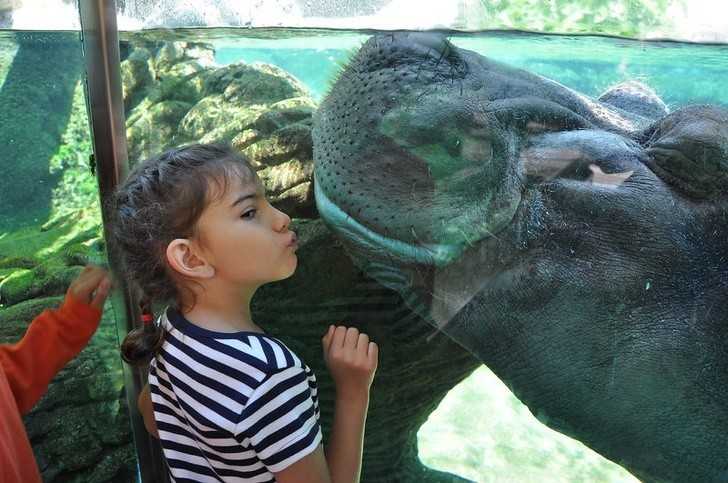 11. Ten hipopotam chce się zaprzyjaźnić.