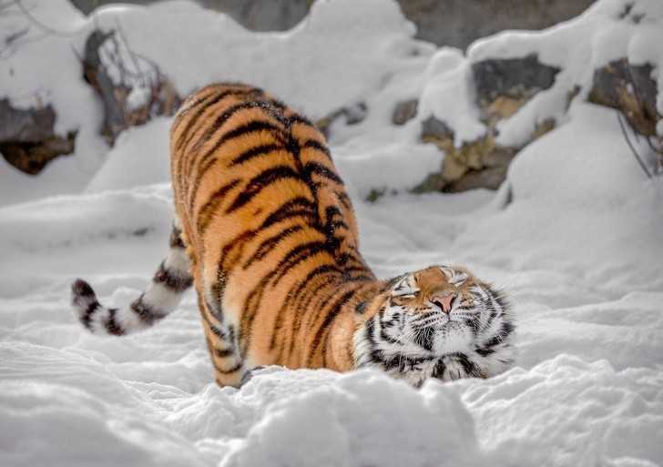 5. Tygrys w śniegu