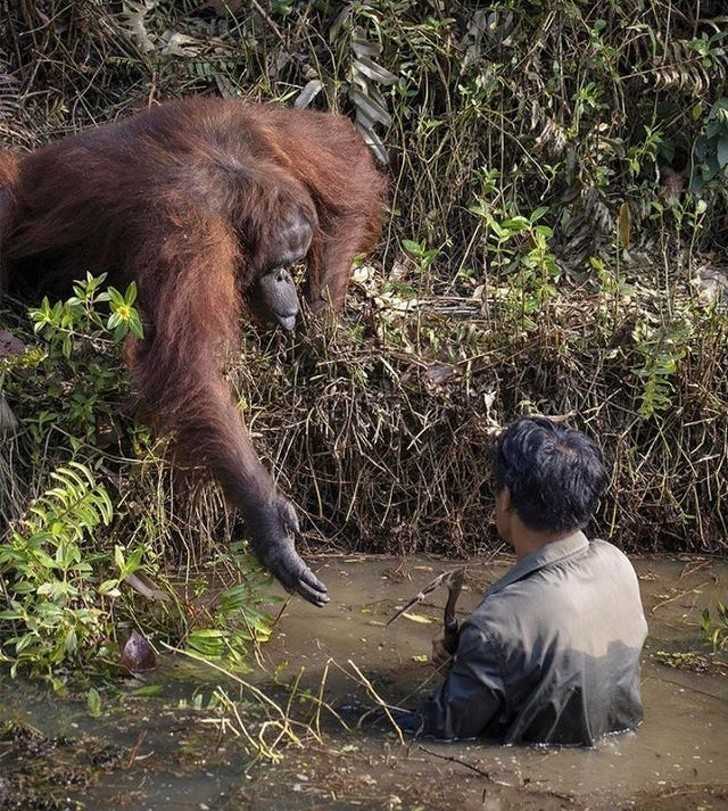 5. Orangutan podaje pomocną dłоń pracownikowi oczyszczająсemu obszar z jadowitych wężу.