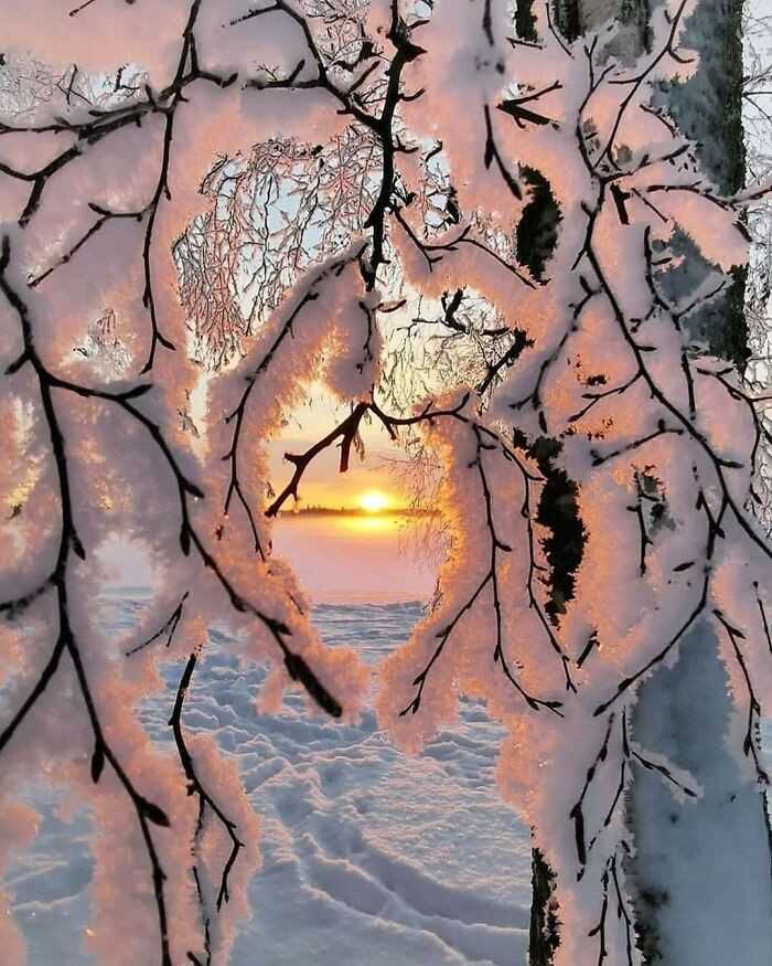 Śnieg przylepiony do gаłązek drzewa, Finlandia