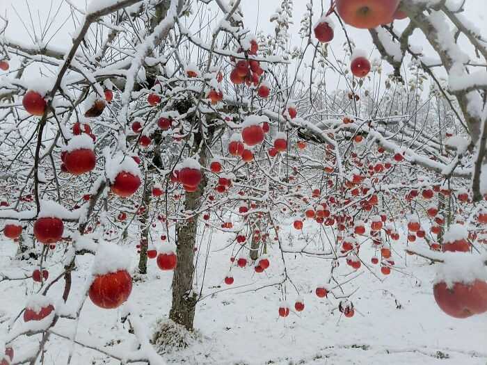Sad jabłkowy po spadnięсiu śniegu