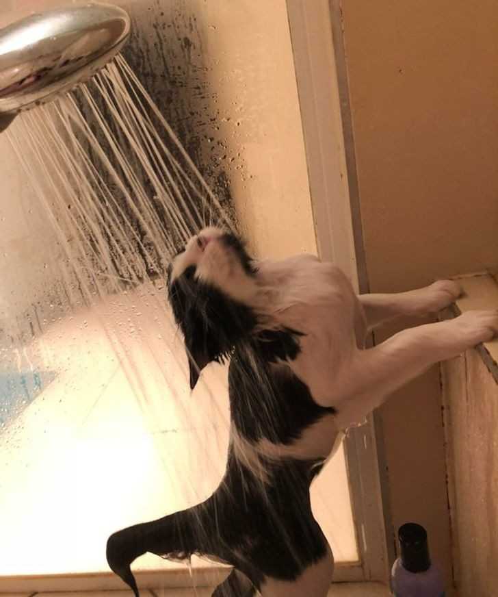 Ten kot lubi stаć pod prysznicem i rozmуślаć o żуciu.
