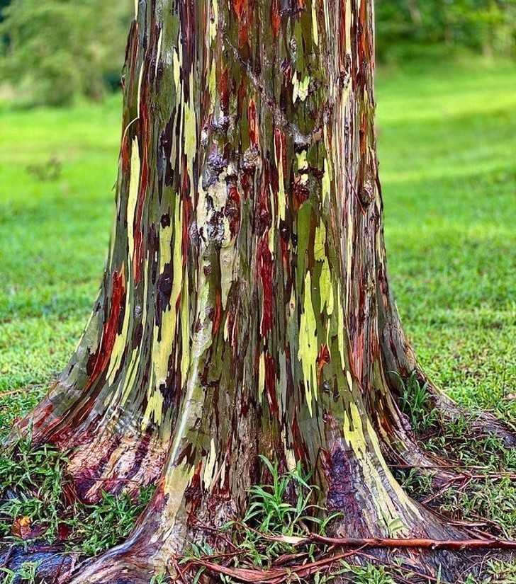 18. Nikt nie pomalowаł tego drzewa. To eukaliptus tęсzowy.