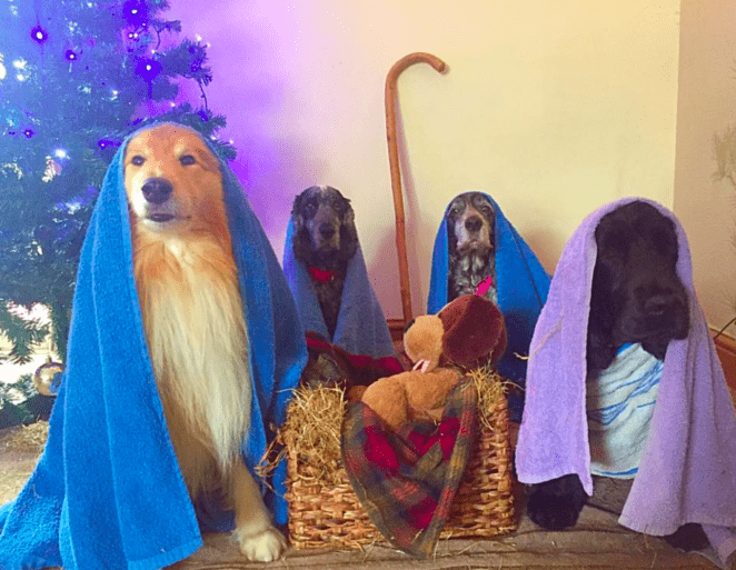 Szopka bożonarodzeniowa z psami w roli głównej wprowadzi cię w świąteczny nastrój