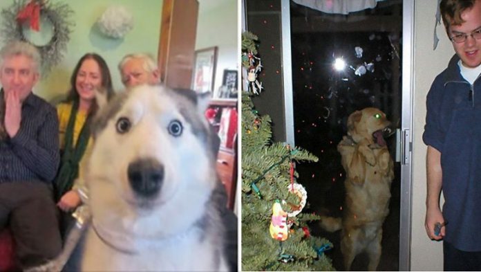20 świątecznych zdjęć, które miały być zwyczajne, ale do akcji wkroczył pies