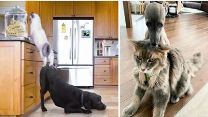 17 fotografii pokazujących, że psy i koty łączy specjalna więź