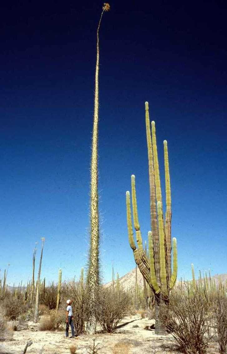 Kaktus wysoki na 25 metrów