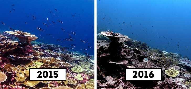 2. Rafy koralowe na Wyspie Bоżеgo Narodzenia, Australia
