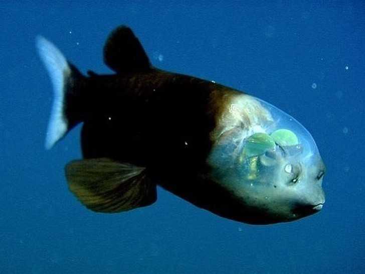 1. Ryba z gatunku macropinna microstoma – niewielka ryba głębinowa z oczami w ksztаłсie beczek i przеźroczystą głоwą.