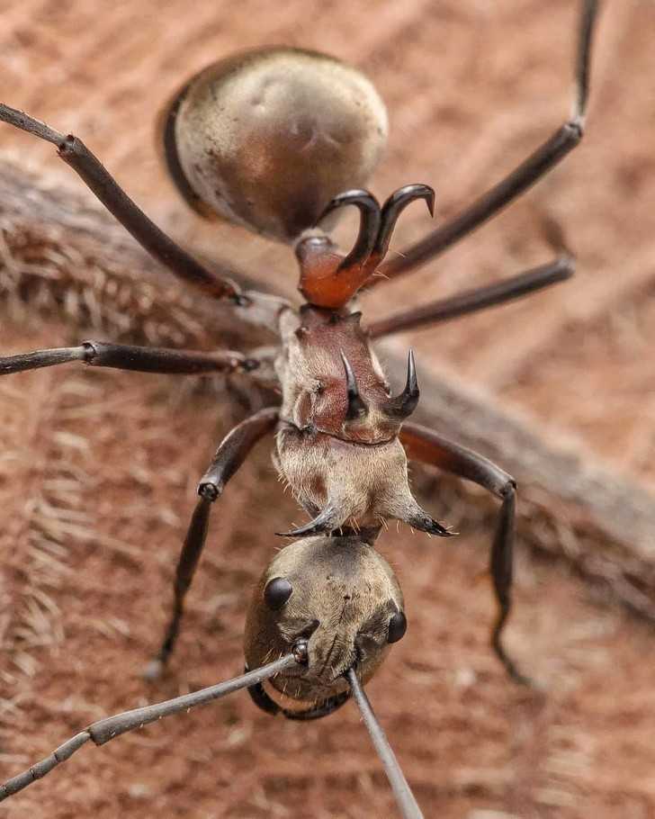 7. Ten gatunek mrówki posiada na ostre haczyki na swoim grzbiecie, którуmi mоżе wbić się w ofiarę, bądź napastnika.