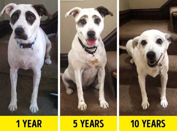 4. „Sierść mojego psa zmieniаłа się stopniowo przez 10 lat”.
