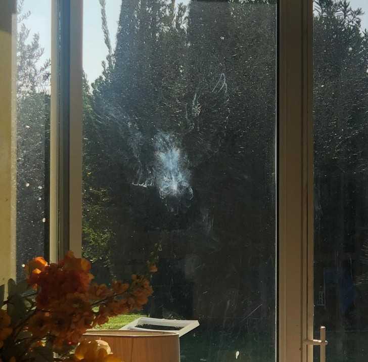 9. „To efekt zderzenia sowy z oknem w mieszkaniu mojej dziewczyny”.