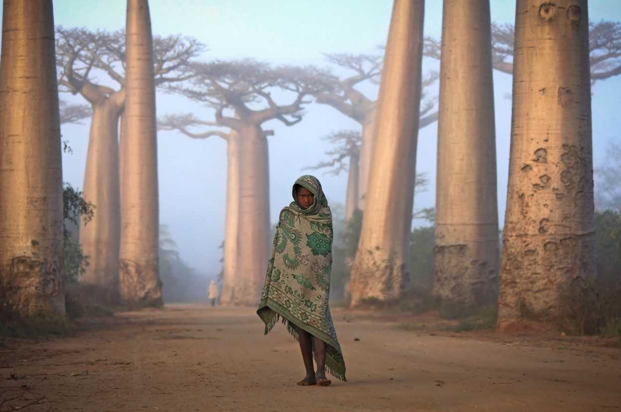 21. Mieszkanka Madagaskaru krocząсa między baobabami.