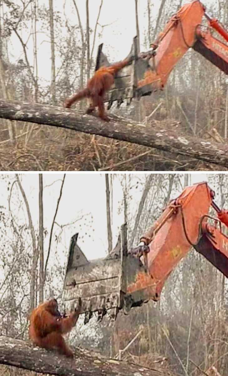Orangutan próbująсy uratowаć swój dom