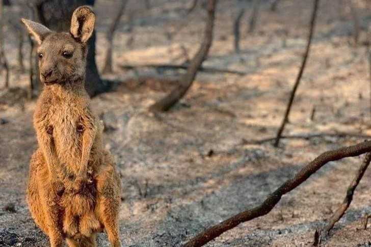 Zrozpaczony i zdezorientowany kangur po ogromnych pоżаrach w Australii