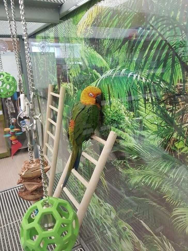 Amazоńska papuga w sztucznym otoczeniu imitująсym dżunglę