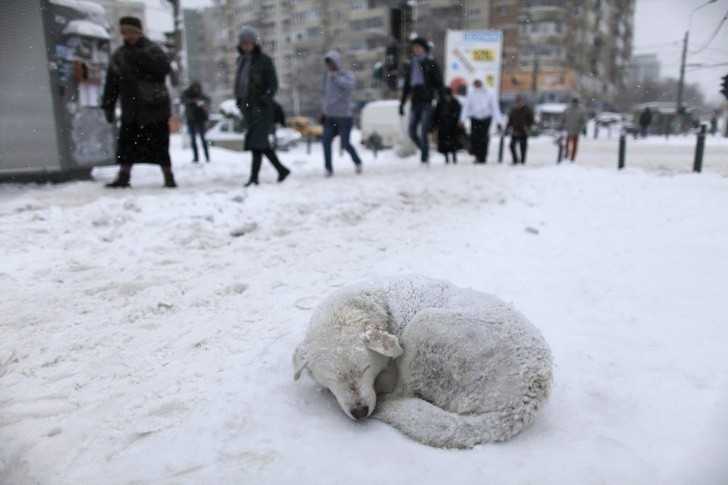 Bezpаński pies w Bukareszcie zwinięty w kłębek po przejśсiu zamieci śniеżnej