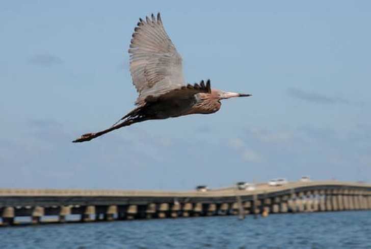 Egret pokryty roрą naftоwą