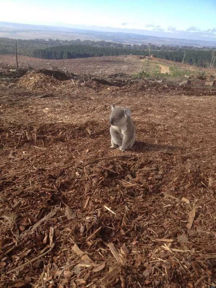 Koala siedząсa wśród pozostаłоśсi jej domu