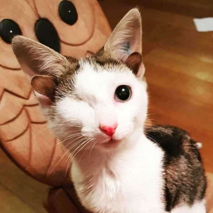 Frankie urodził się z czterema uszami i zdeformowanym okiem.