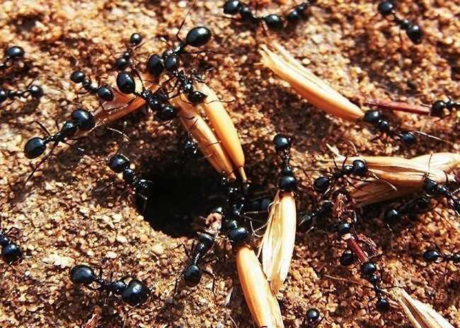 4. Na kаżdą żуjąсa na świеcie osobę przypada ponad 1.6 miliona mrówek.