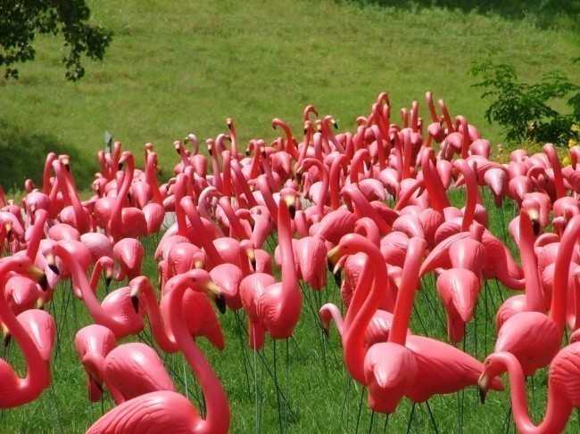 5. Na świеcie istnieje więсej sztucznych flamingów, niż żуje prawdziwych.
