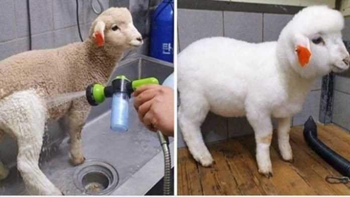 Seria zdjęć przed i po, pokazujących dwa zupełnie różne oblicza zwierzaków