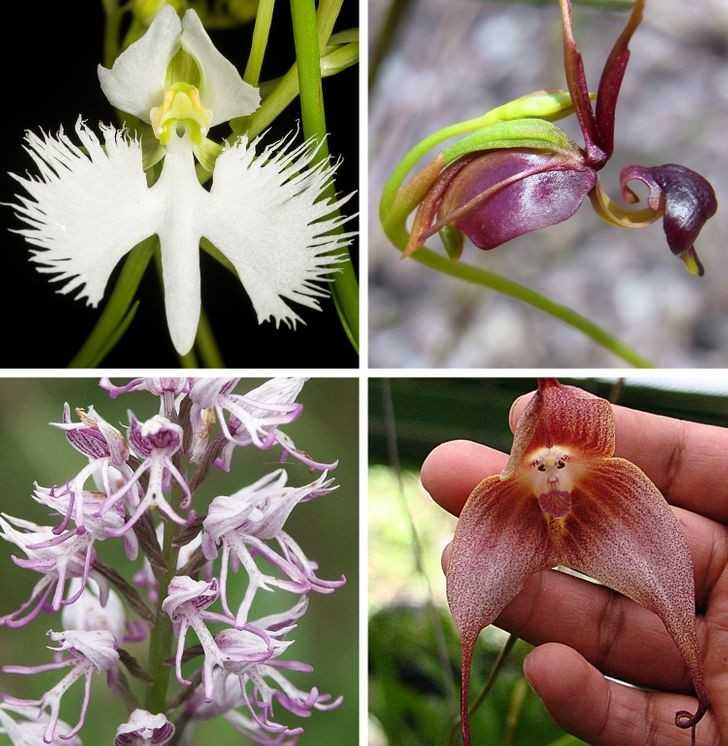 Orchidee przypominająсe zwierzęta