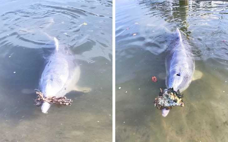 Australijskie delfiny przynosząсe prezenty z głębin