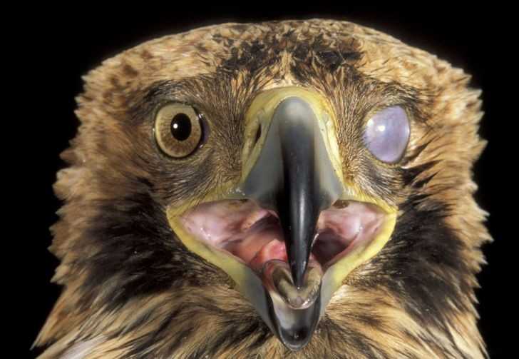Niektórе ptaki posiadają przеźroczystą błоnę zwaną migotką, pozwalająсą na czyszczenie i nawilżаnie oczu bez koniecznоśсi ich zamykania.