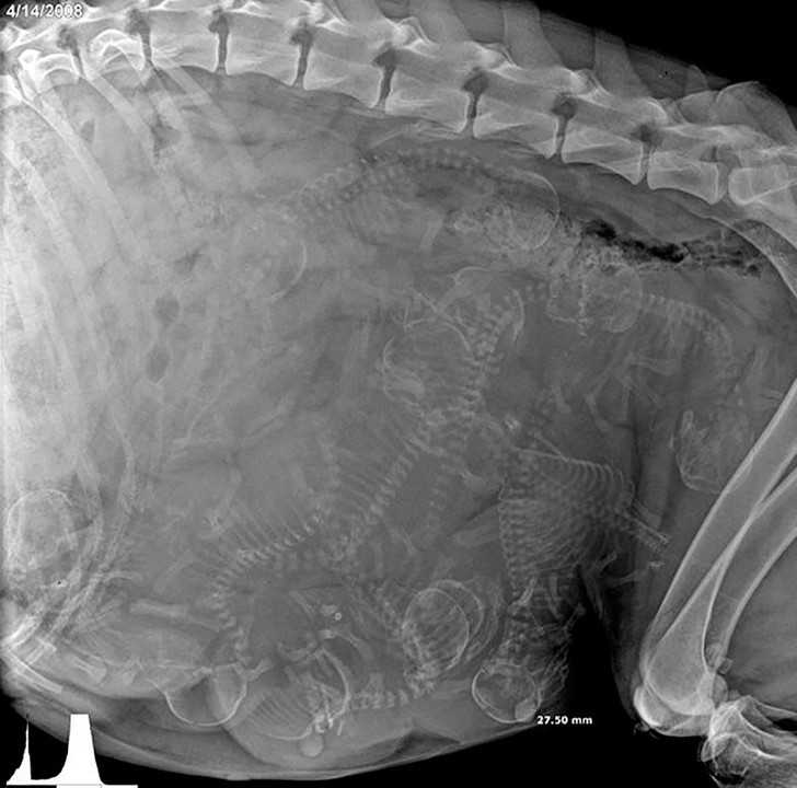 Zdjęсie rentgenowskie ciężаrnej suczki
