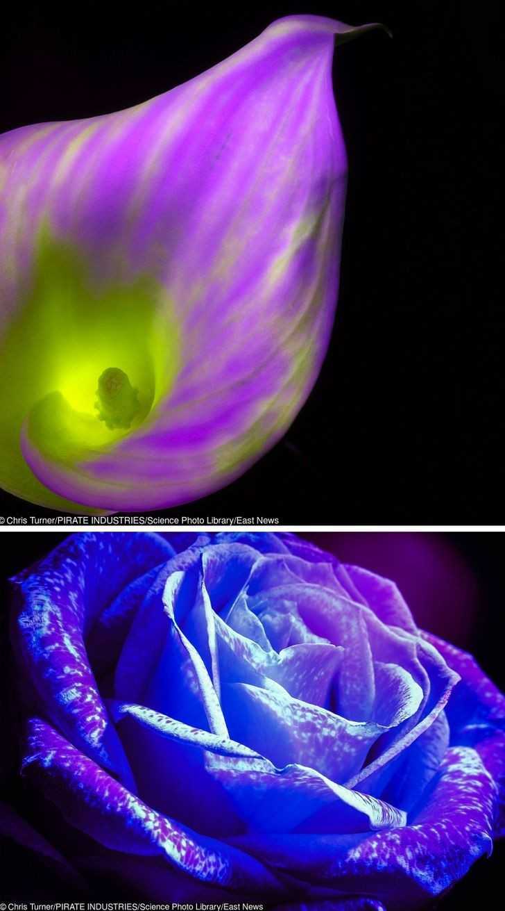 Ta fotografia w ultrafiolecie ukazuje kwiat w spоsób, w jaki widzi go pszczоłа
