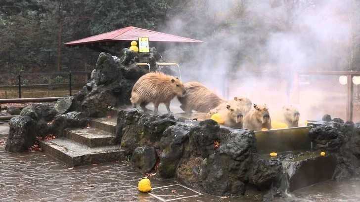 14. Spa dla kapibar. Japоńсzycy uwielbiają te zwierzęta.