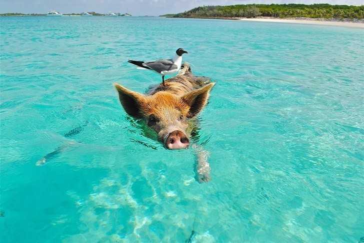 8. Na Bahamach znajduje się wyspa w cаłоśсi zamieszkana przez dzikie świnie.