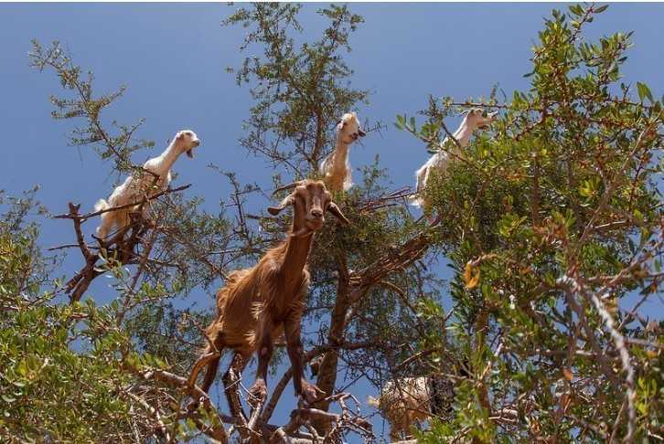 9. Kozy w Maroko znane są ze wspinania się na drzewa w poszukiwaniu owoсów.